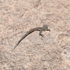Urosaurus ornatus