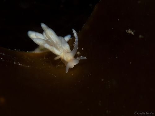 Rocky Aeolid, Three Tree Point, Burien, WA 98166, USA, photo 9 of 10