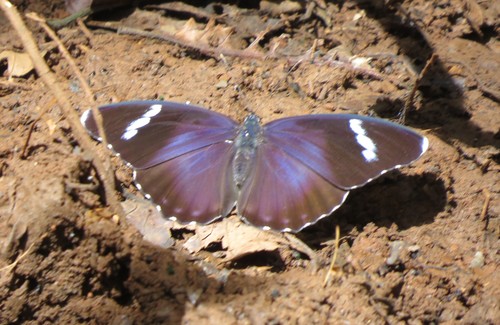 Euphaedra rex