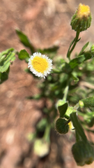 Erigeron longipes, photograph author not stated, no rights reserved