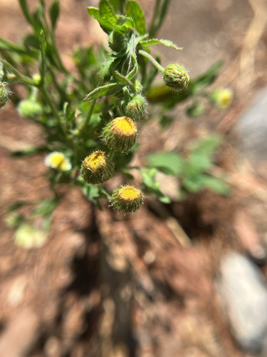 Erigeron longipes, photograph 5