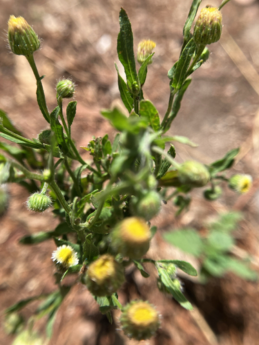 Erigeron longipes, photograph 6