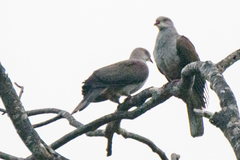 Ducula badia