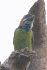 Psilopogon duvaucelii