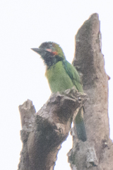 Psilopogon duvaucelii