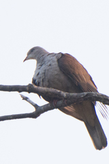 Ducula badia