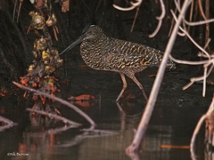 Tigriornis leucolopha