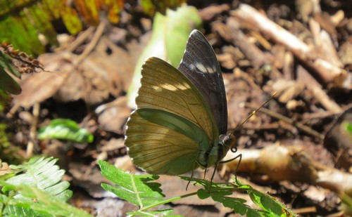 Euphaedra rex