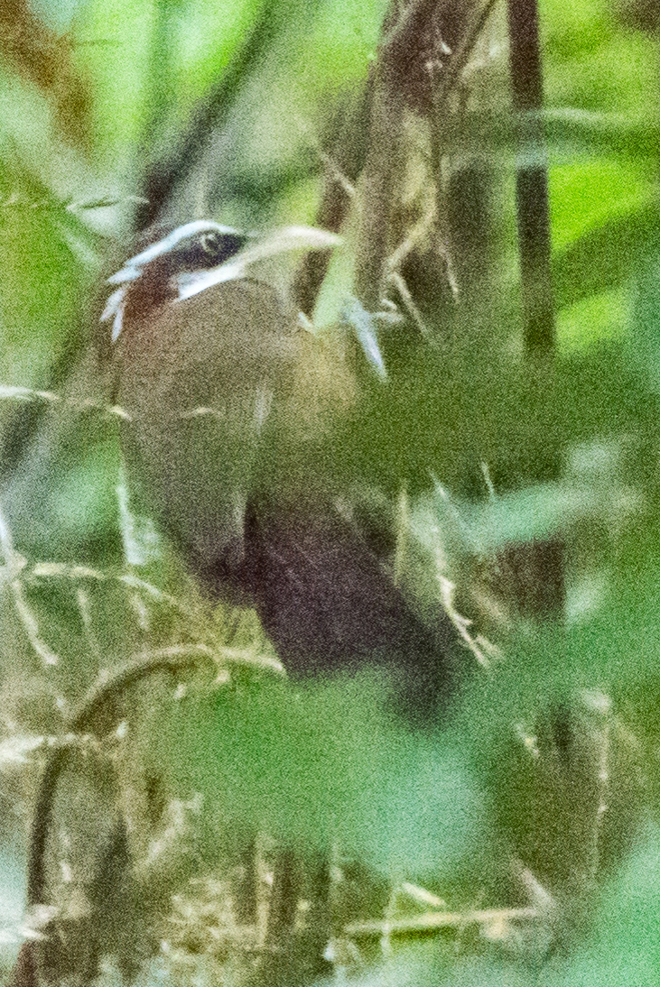 White-browed Scimitar Babbler
