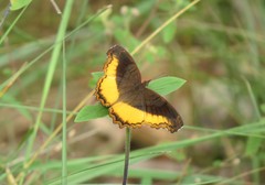 Eurytela dryope