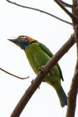 Psilopogon duvaucelii