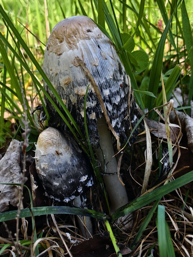 Coprinus comatus · April 2026 · photo: © falcontierra (iNaturalist, cc0)