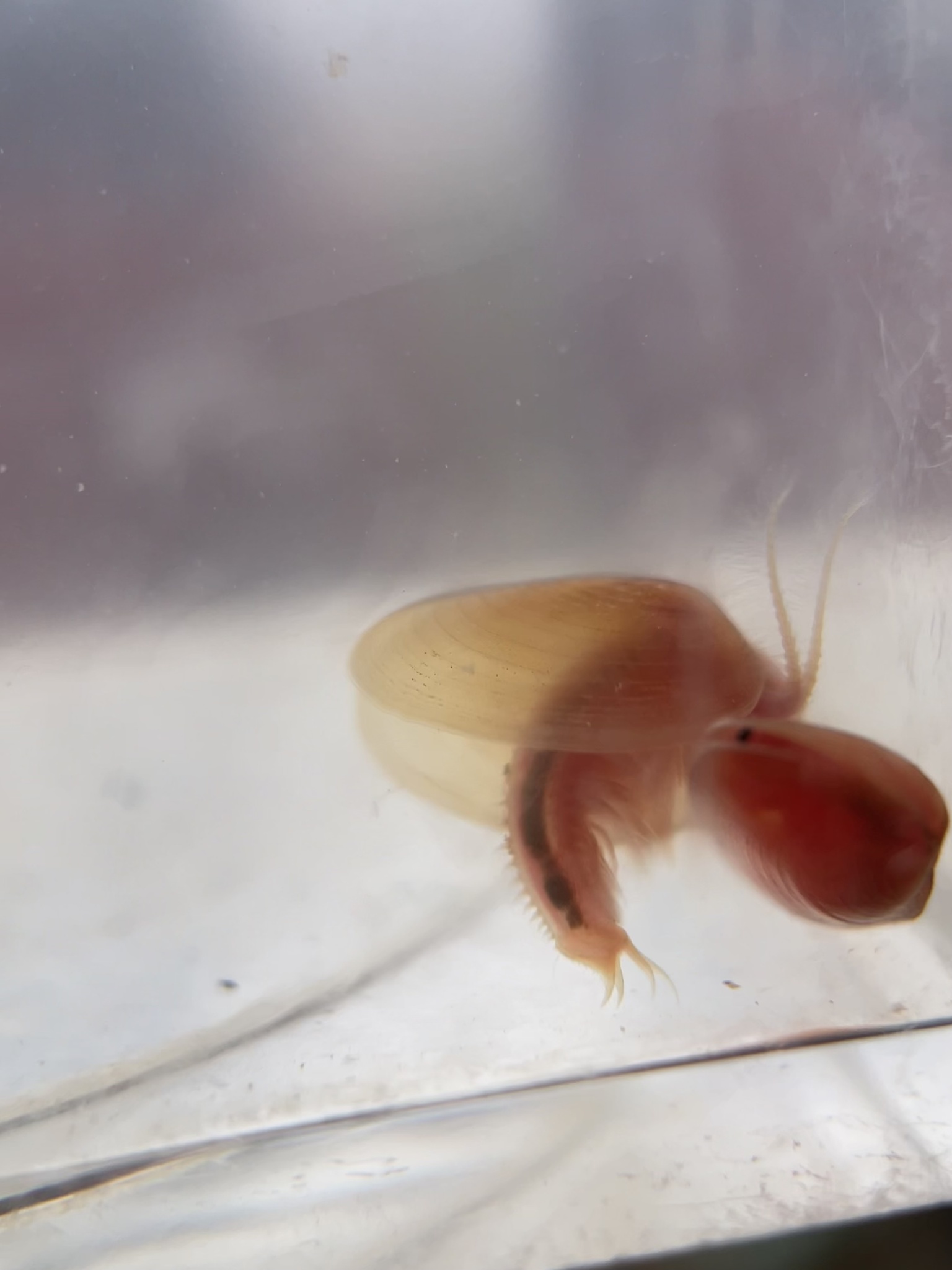 Cyzicus californicus (Packard, 1874)