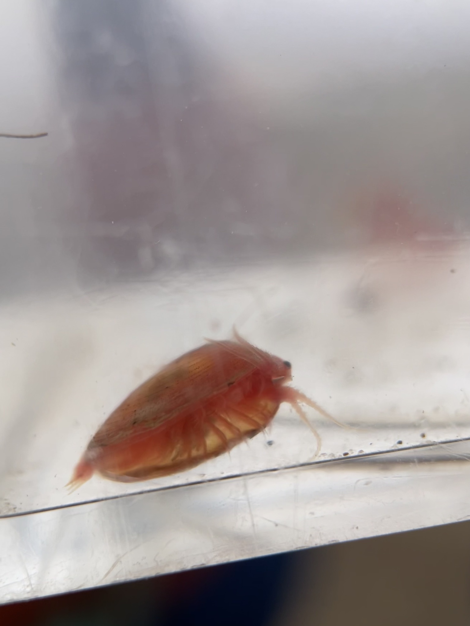 Cyzicus californicus (Packard, 1874)