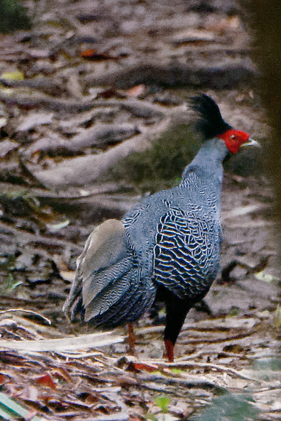 Silver Pheasant