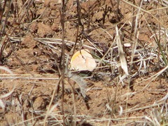 Abaeis mexicana