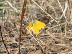 Abaeis mexicana