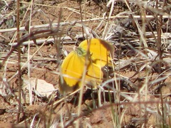 Abaeis mexicana