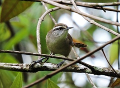 Cantorchilus modestus