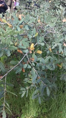 Quercus × grandidentata