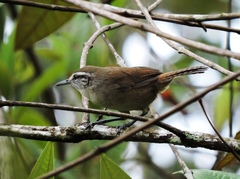 Cantorchilus modestus