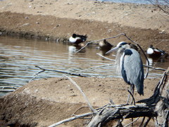 Ardea herodias