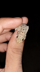 Murray's House Gecko photo 2