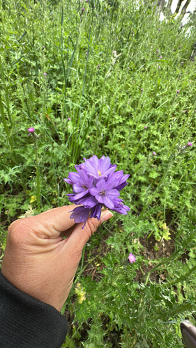 iNaturalist observation photo of Brodiaea subfamily