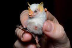 Honduran White Bat photo 4