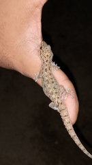 Murray's House Gecko photo 3