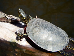 Chrysemys picta bellii
