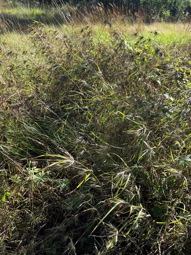 Themeda arguens observed 2026-04-26