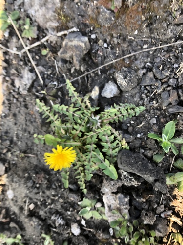 purple-blotched dandelion (Taraxacum excellens)