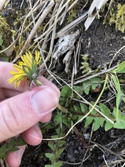 Taraxacum excellens