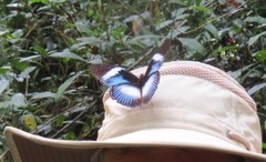 Hypolimnas monteironis major