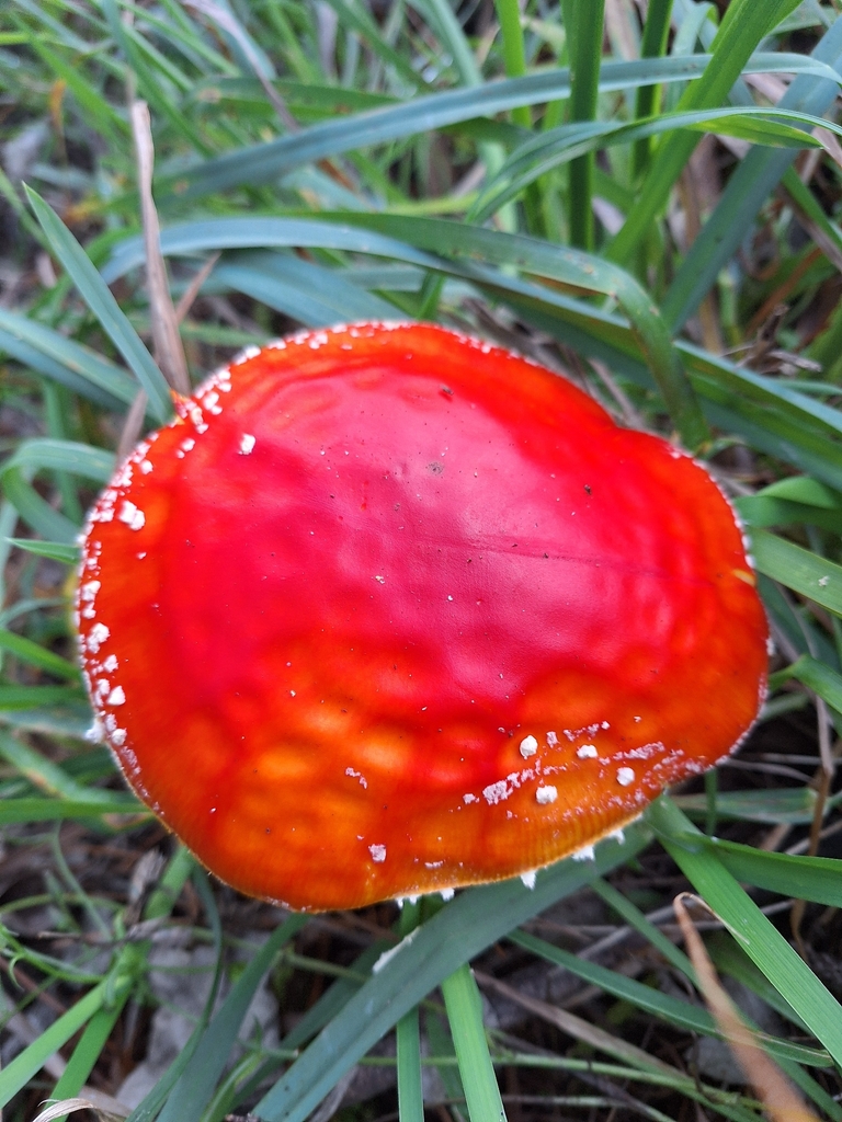 Amanita muscaria · April 2026 · photo: © heidimeudt (iNaturalist, cc-by)