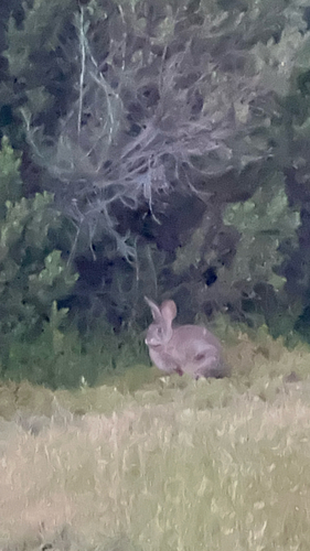 iNaturalist observation photo of Brush Rabbit