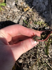 Taraxacum perincisum