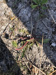 Taraxacum perincisum