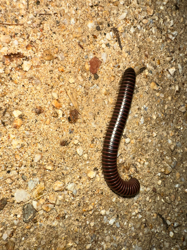 iNaturalist observation photo of Spirobolid Millipedes
