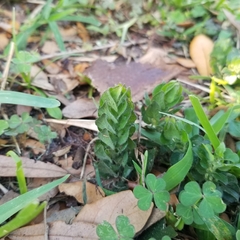 Ruellia blechum image