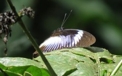 Hypolimnas monteironis major