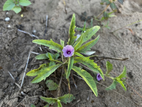 Ipomoea polymorpha observed 2026-04-26