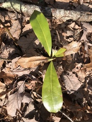 Magnolia grandiflora