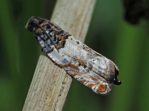 Common Cloaked Shoot, photo 6 of 8