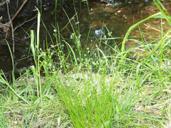 Juncus tenuis