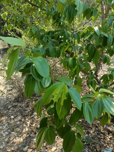 Celtis philippensis observed 2026-04-26