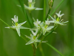 Juncus tenuis