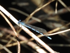Argia tarascana