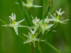 Juncus tenuis